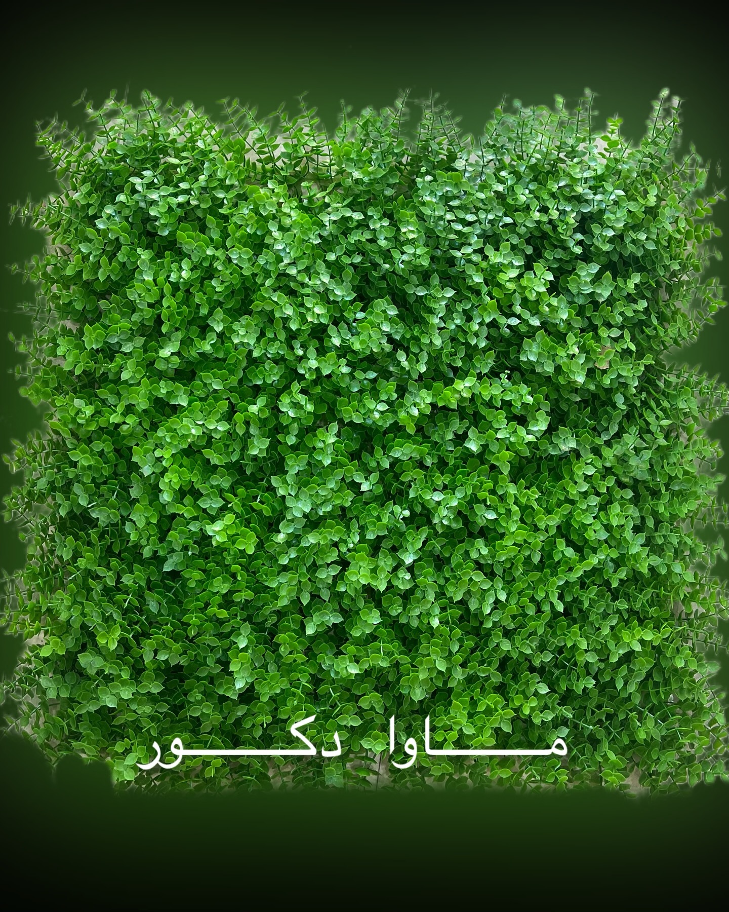 فروشگاه ماوا______ فروش انواع گرین وال____ دیوار پوش____ یو وی