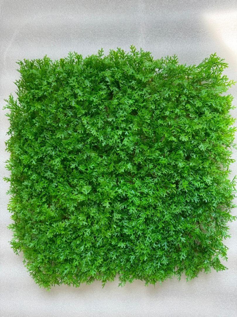 گرین وال کاج لاوسون 50*50